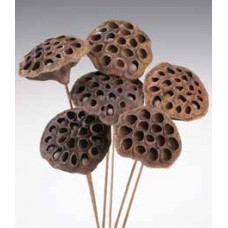 LOTUS PODS Natural 16"